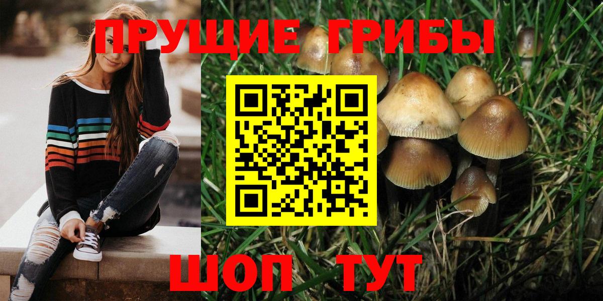 Псилоцибиновые грибы Psilocybe Шарыпово